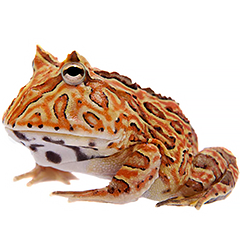Fantasy Pacman Frog